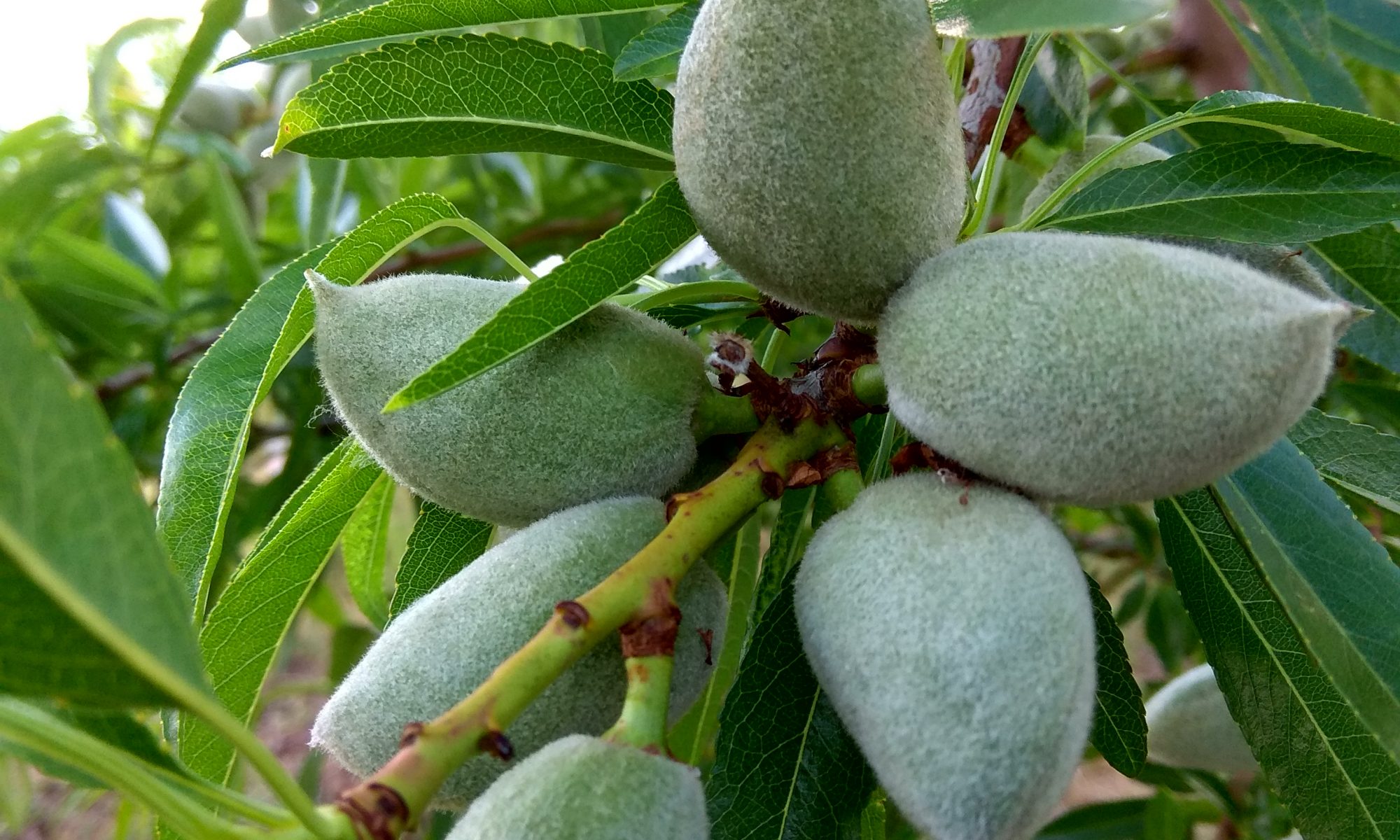 Unripe Penta almonds on a tree