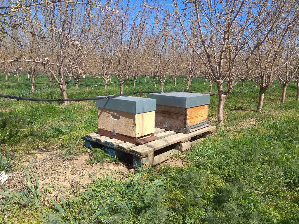 Bee hives in Penta almond tree platation, Toro, marzo 2019