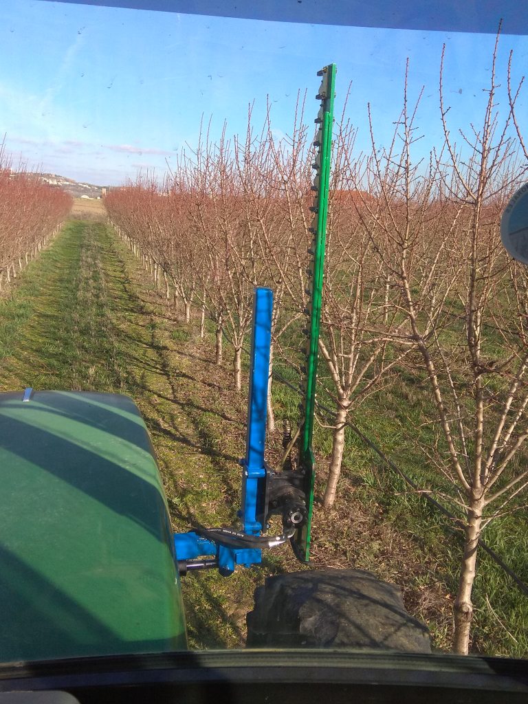 Trimming the almonds in february 2019